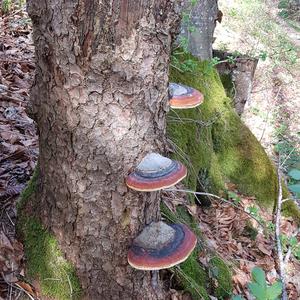 Red-belted Polypore