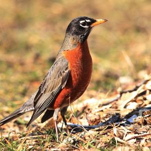 American Robin