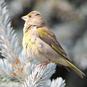 European Greenfinch