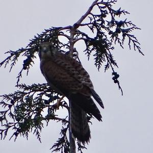 Common Kestrel