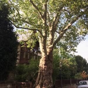 London Plane