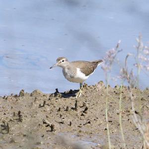 Common Sandpiper