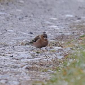 Eurasian Chaffinch