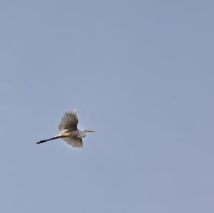 Great Egret