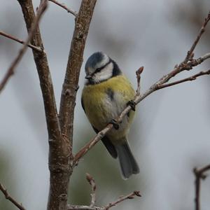 Blue Tit