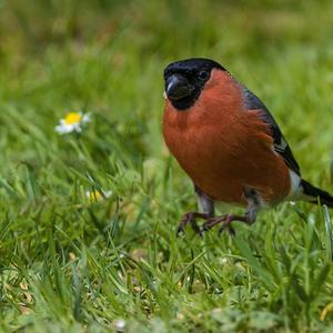 Eurasian Bullfinch