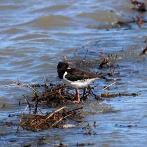 Eurasian Oystercatcher