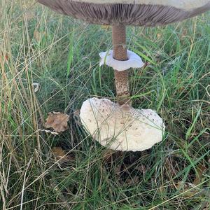 Parasol Mushroom