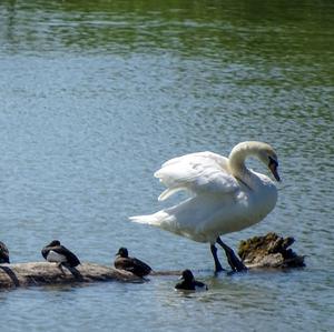 Höckerschwan