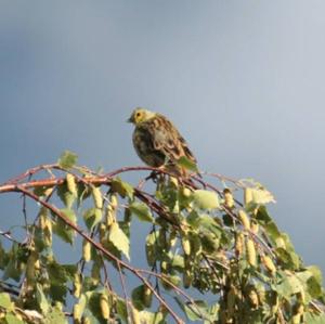 Yellowhammer