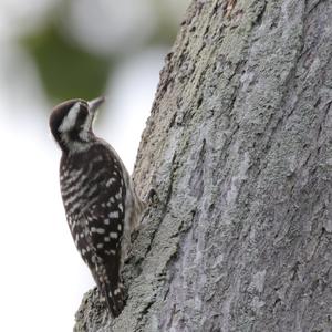 Sunda Woodpecker