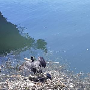 Common Coot