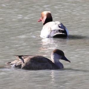 Red-crested Pochard