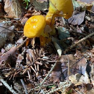 Larch Suillus