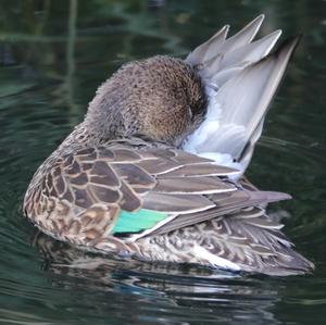 Common Teal