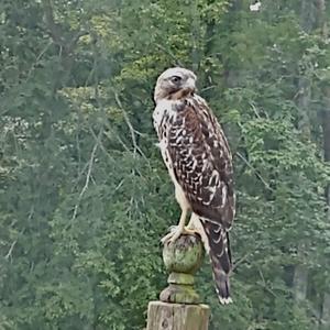 Northern Goshawk