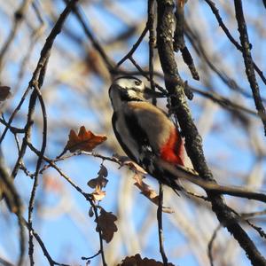 Great Spotted Woodpecker