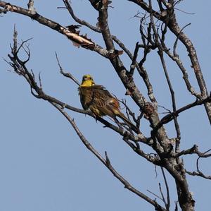 Yellowhammer