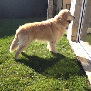 Retriever (Golden)