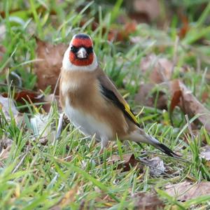 European Goldfinch