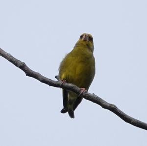 European Greenfinch