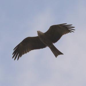 Black Kite