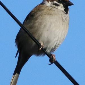 Eurasian Tree Sparrow