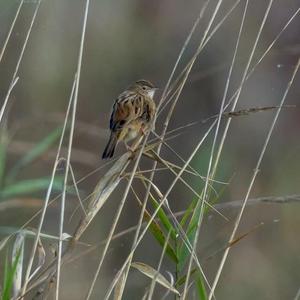 Zitting Cisticola