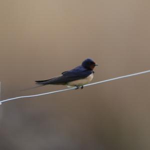 Barn Swallow