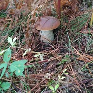 King Bolete