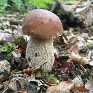 King Bolete