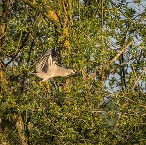 Black-crowned Night-heron