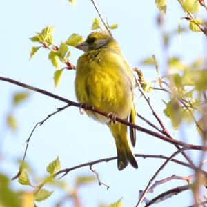 European Greenfinch