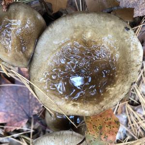 Late Fall Waxy Cap