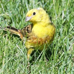 Yellowhammer