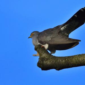 Common Cuckoo