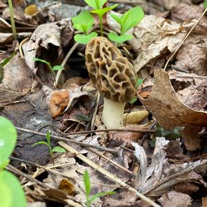 Yellow Morel