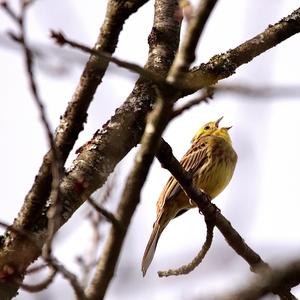 Yellowhammer