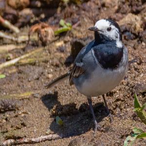 White Wagtail