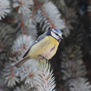 Blue Tit