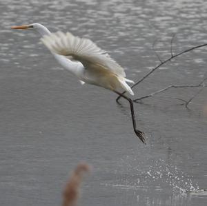 Great Egret