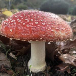 Fly Agaric