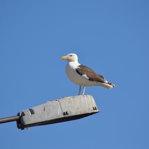 Great Black-backed Gull