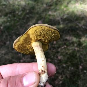 Jersey Cow Bolete