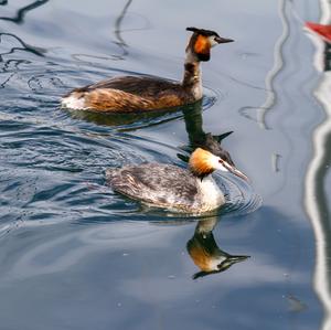 Great Crested Grebe