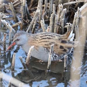 Water Rail