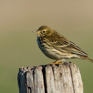 Tree Pipit