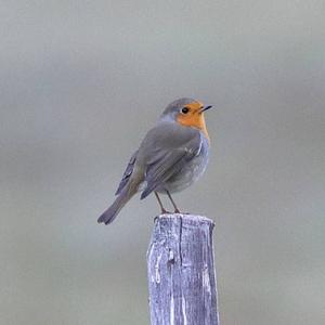 European Robin