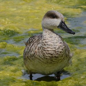 Marbled Teal