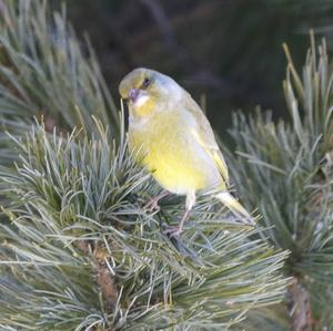 European Greenfinch